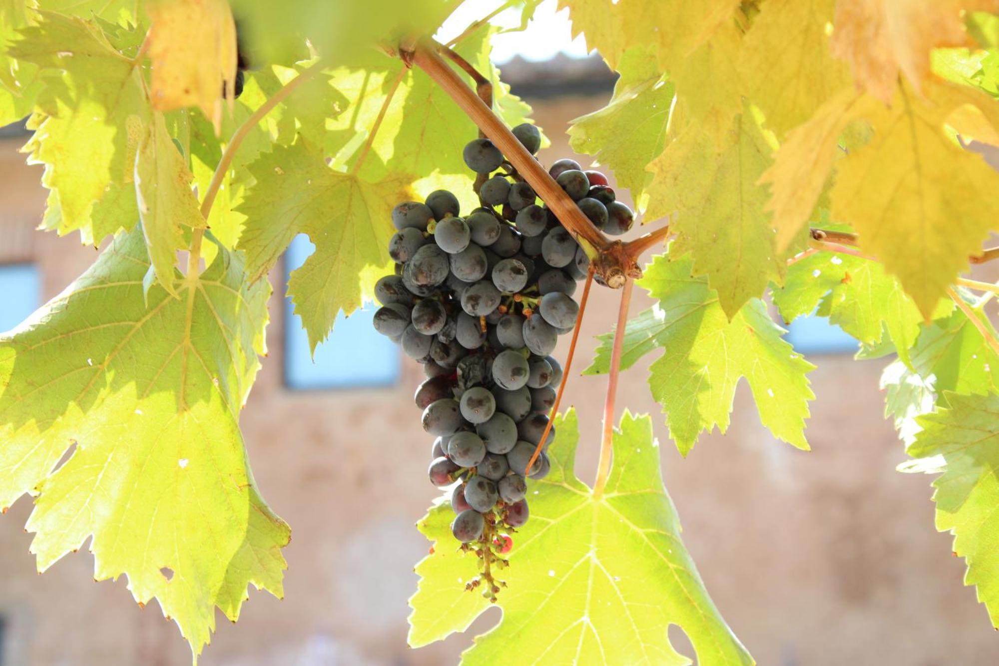 Agriturismo Il Caggio 소비씰 외부 사진