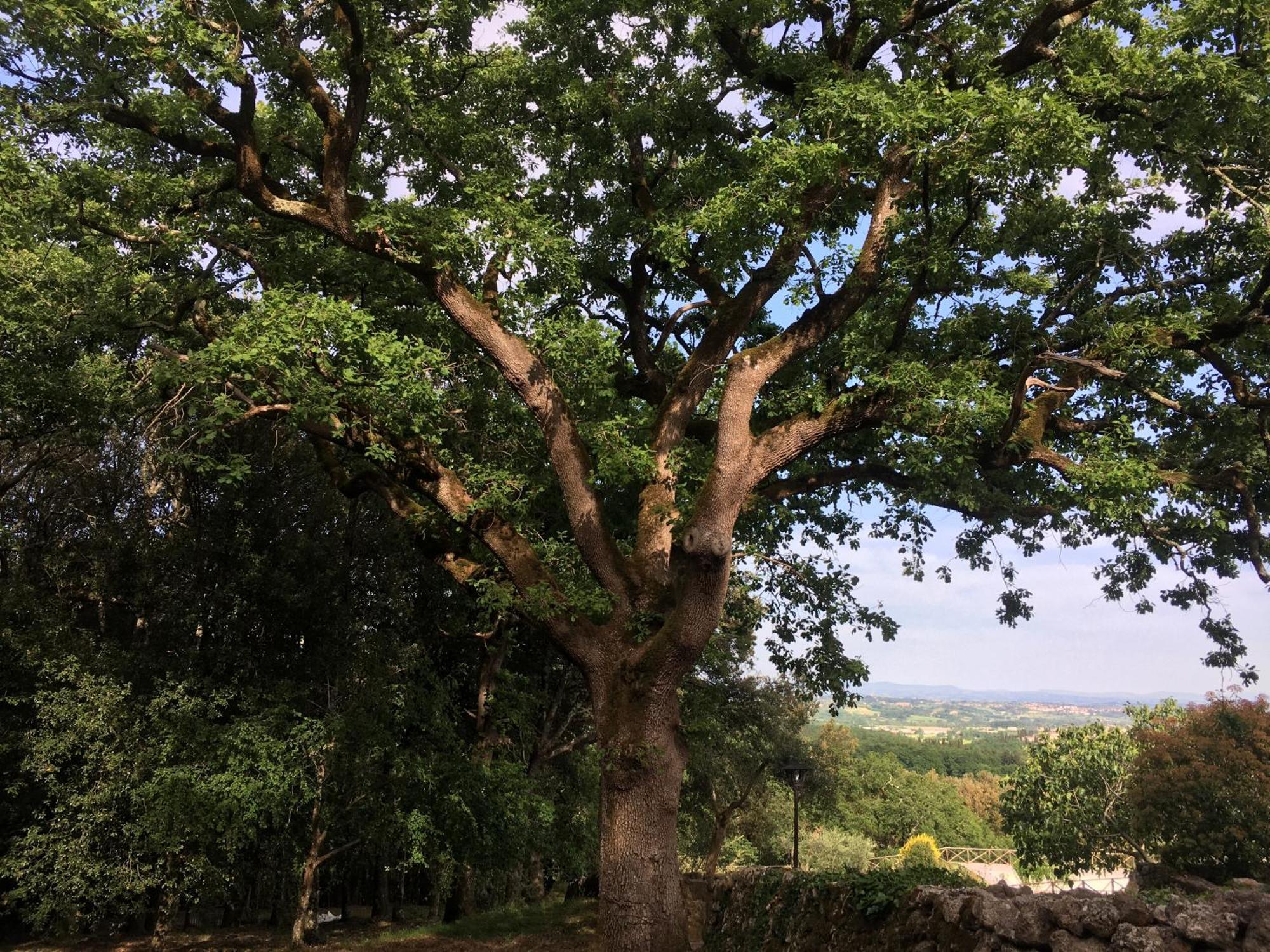 Agriturismo Il Caggio 소비씰 외부 사진