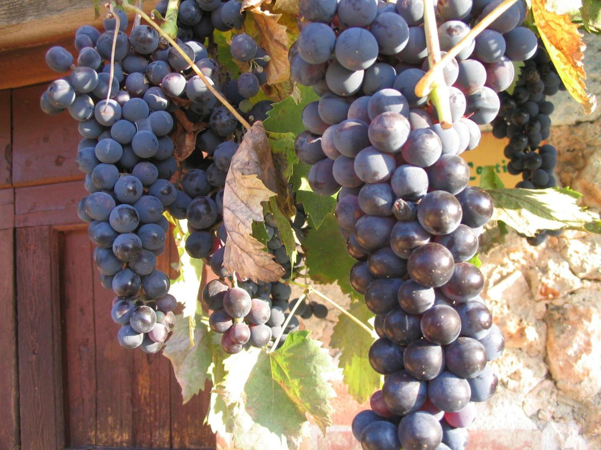 Agriturismo Il Caggio 소비씰 외부 사진